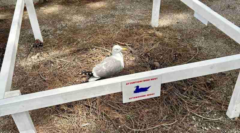 Biennale Pavilion of Nature Seagulls 1